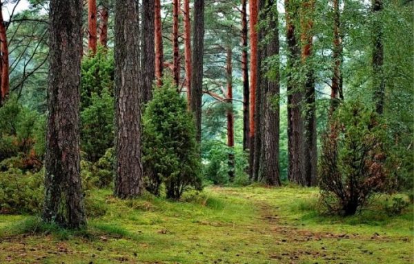 Ingenieria Forestal Mejores Universidades Campo Laboral Y Sueldo