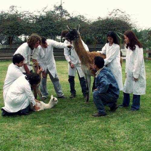 Estudiar Ingeniería Zootecnista