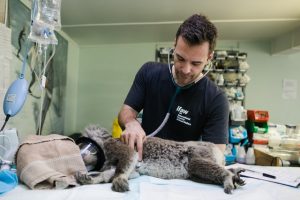 foto de ¿Cuánto dura la carrera de Veterinaria?
