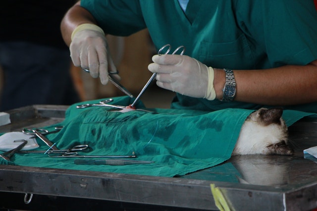 En la carrera de Veterinaria se cursan asignaturas teóricas y prácticas, como la de cirugía veterinaria